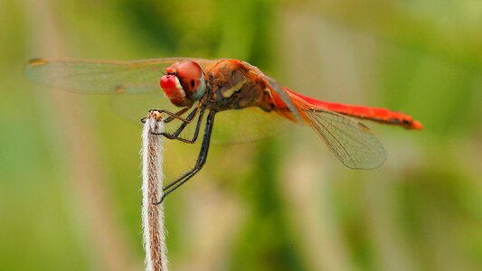 Macro wings grass