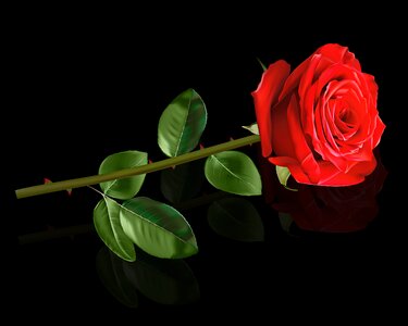 Nature leaf red rose