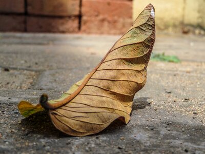Fall concrete ground
