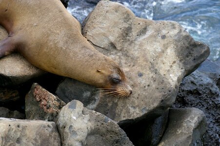 Sea lion robbe mammal photo