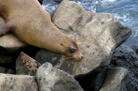 Sea lion robbe mammal