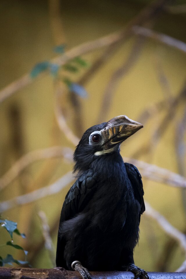 Tariktik hornbill bucerotidae