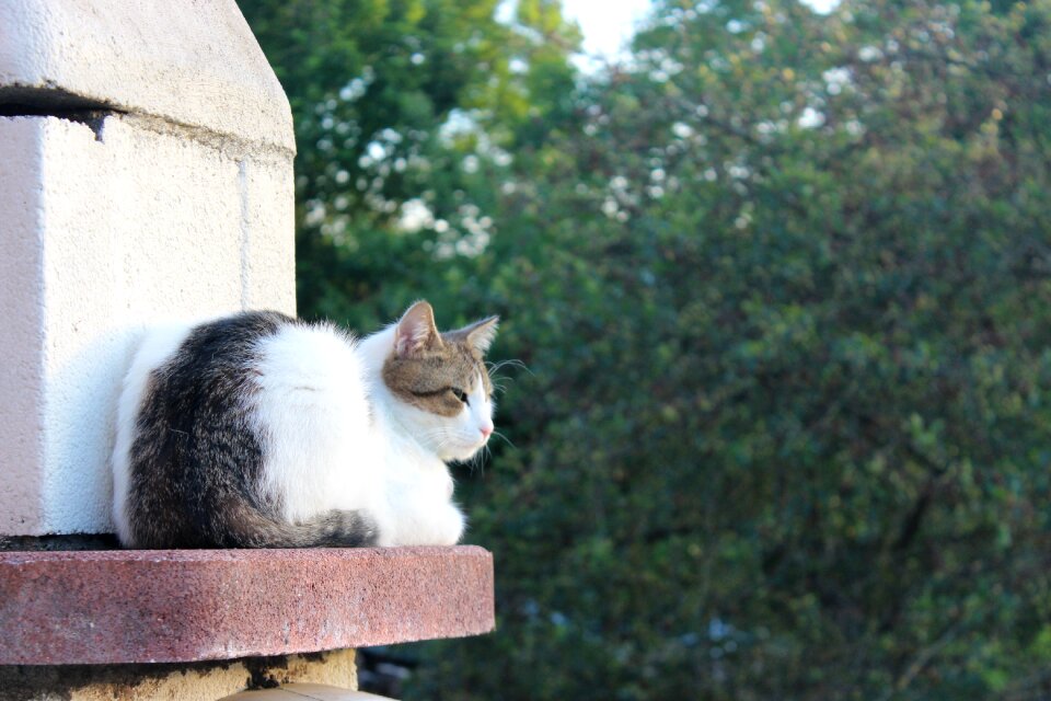 Feline domestic animal animals
