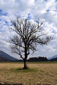 Arable tree autumn clouds