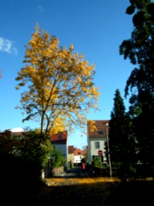 2020-10-24 Steinigtwiesenweg, Dresden 02