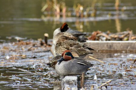 Bird wild birds waterfowl