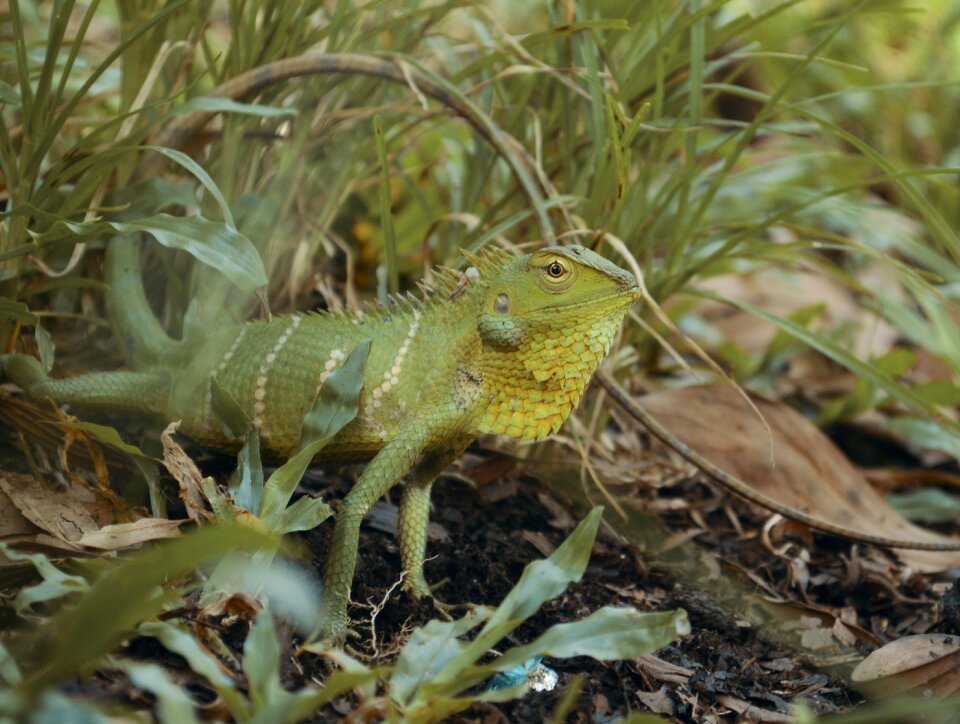 Lizard reptile close