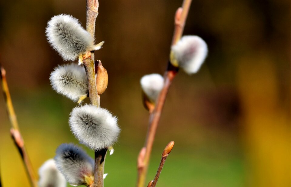 Pasture furry signs of spring