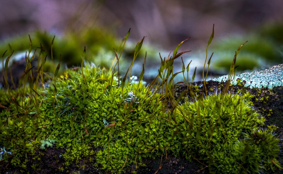 Spring plants countryside