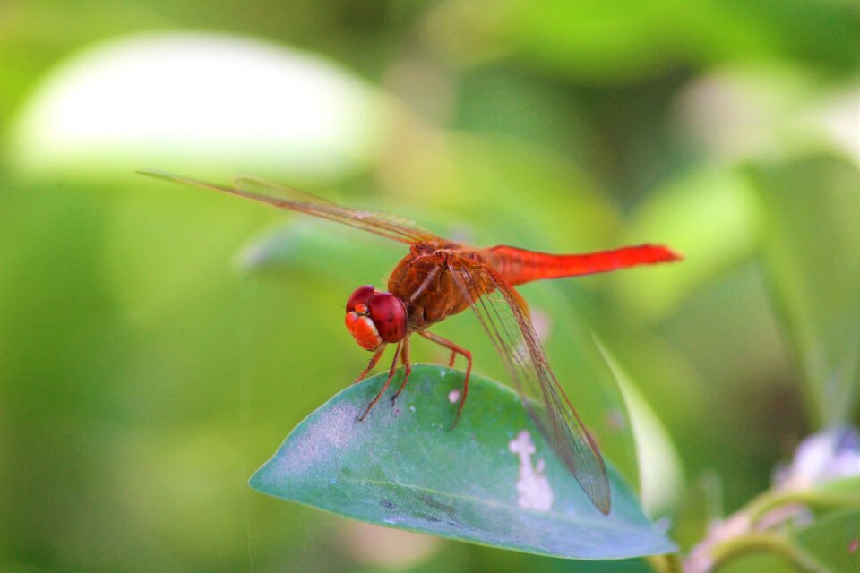 Wildlife wing bug