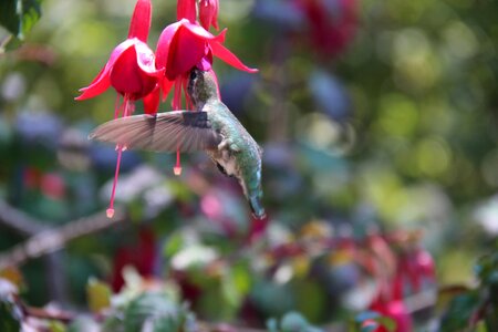 Hummingbird animal green photo