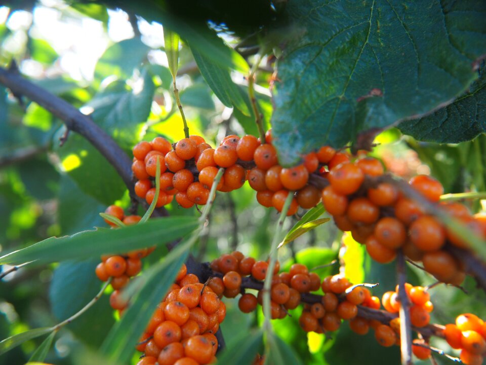 Fruits orange berry bush