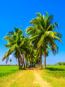 Sunshine summer blue