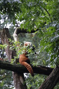Red panda bear cat mammal
