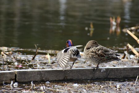Bird wild birds waterfowl