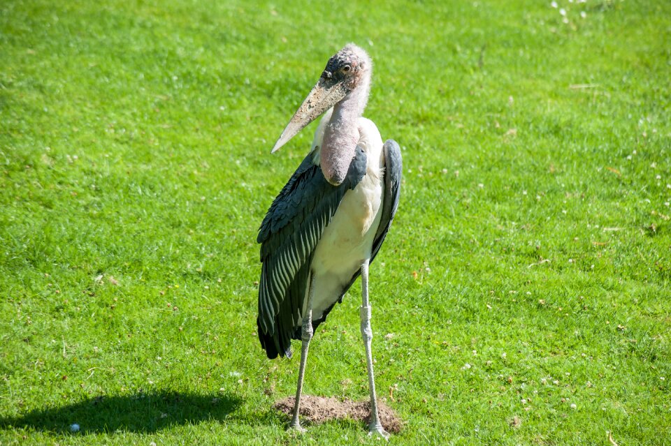 Stand plumage close up