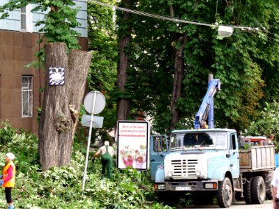 КаштанВоинственскогоБыл1
