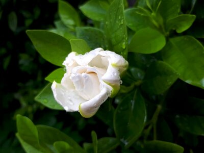 Flower garden white rose
