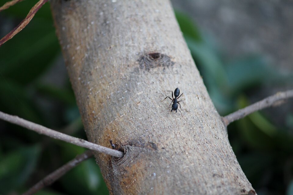 Wood tree formicidae