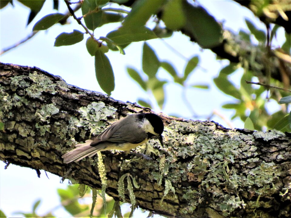 Small bird tree limb wildlife