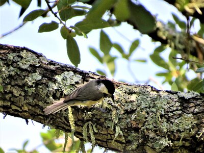 Small bird tree limb wildlife photo