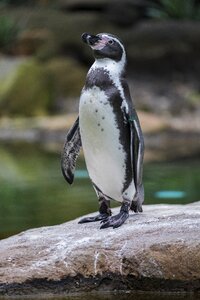 Humboldt bird water bird
