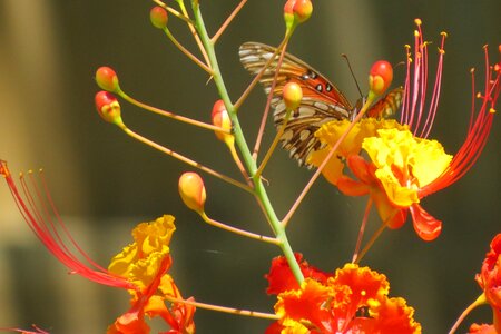 Yellow red buds garden