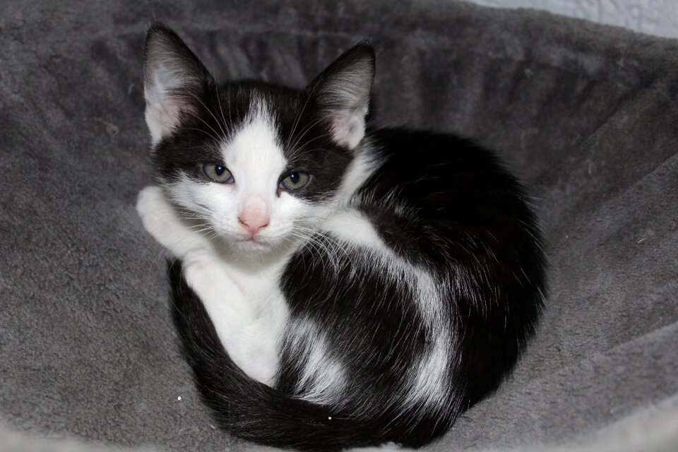 Young cat black and white cute