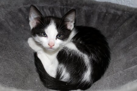 Young cat black and white cute photo