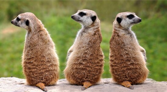 Three nature mammals