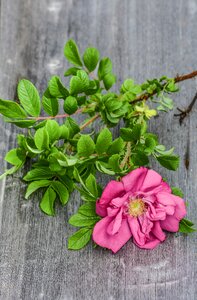 Bloom plank wooden