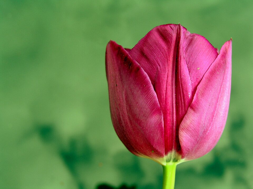 Spring bud purple