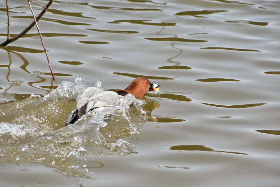 Bird wild birds waterfowl