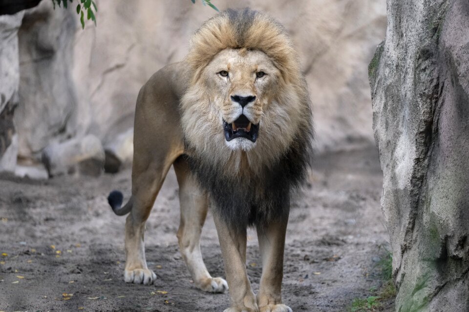 Big cat male predator