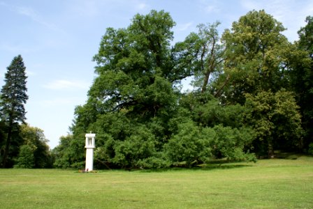 Štěkeňské duby 01