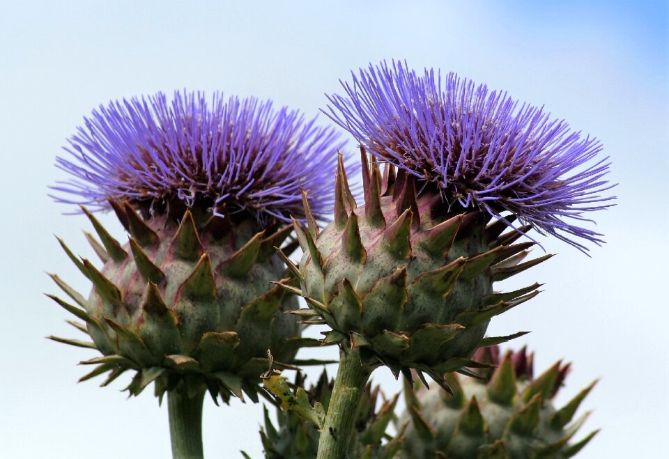 Flower plant spikes