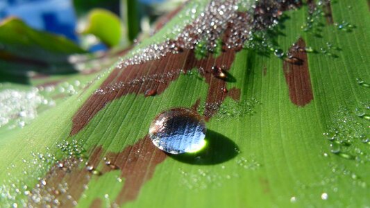 Drop of water nature drops of water