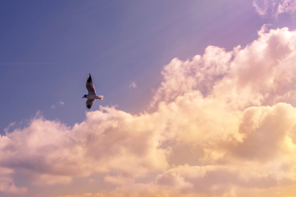 Wings sky clouds