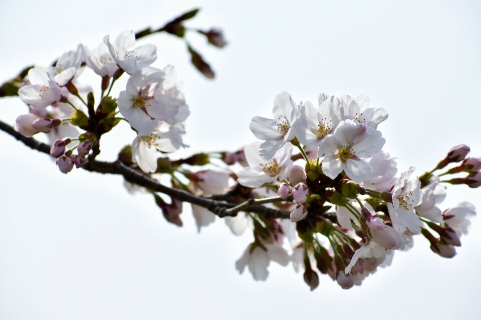 Bud flowers petal