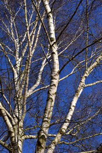 White blue sky photo