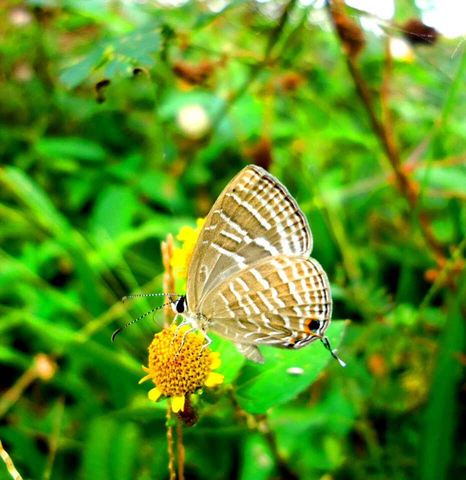 Summer wing garden