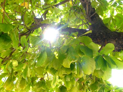 Árbol de hojas panduriformes photo