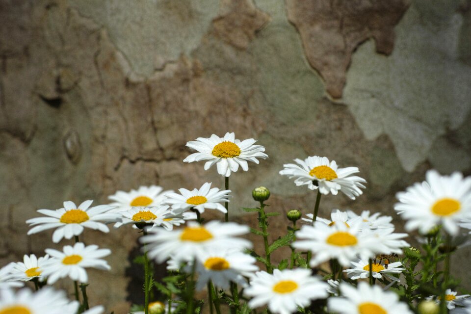 Yellow white beautiful