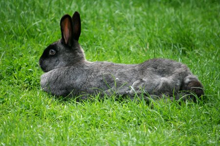 Nature rabbit cute photo