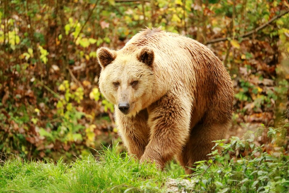 Animal grass carnivores