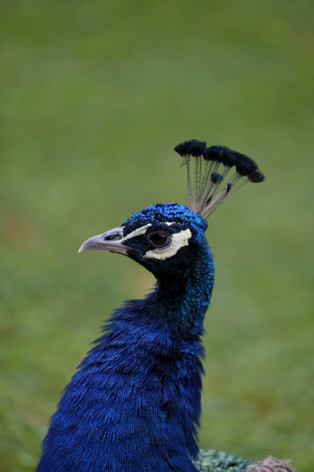 Nature feather eyes