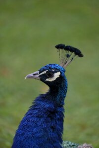 Nature feather eyes photo