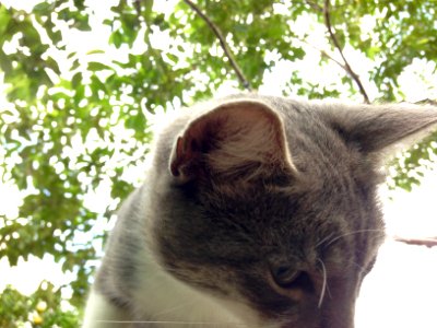 ねこかわいい