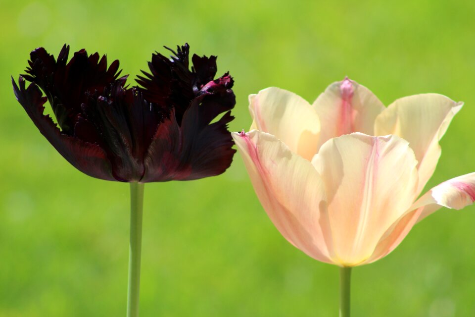 Flower plant garden