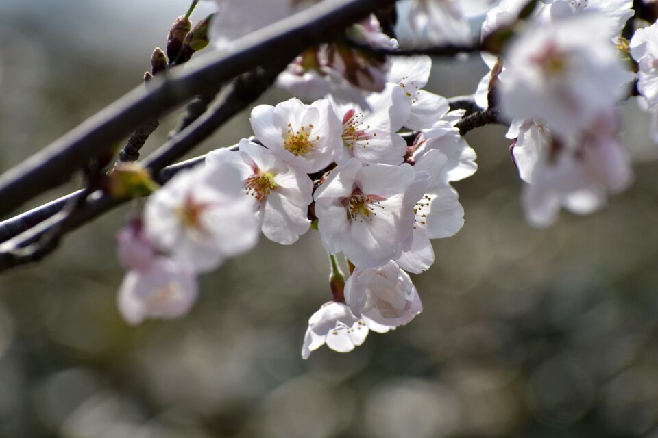 Bud flowers petal